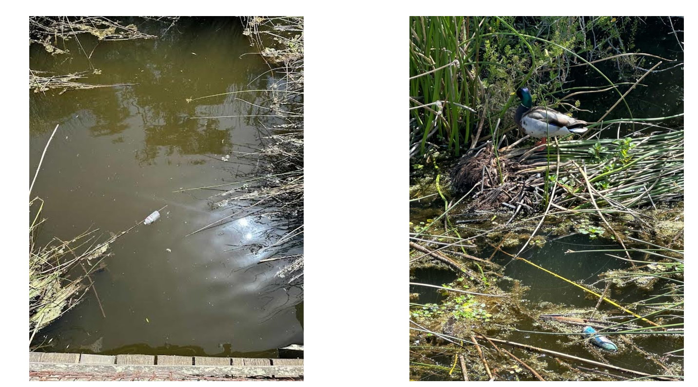 11-wetland-pollution-duck-composite