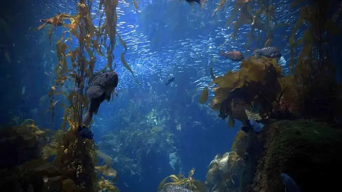 Dive An Inspiring Journey through California's Marine Protected Areas - Cover Image