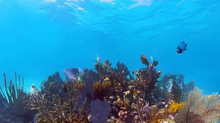 Guardians of the Reef  - Cover Image