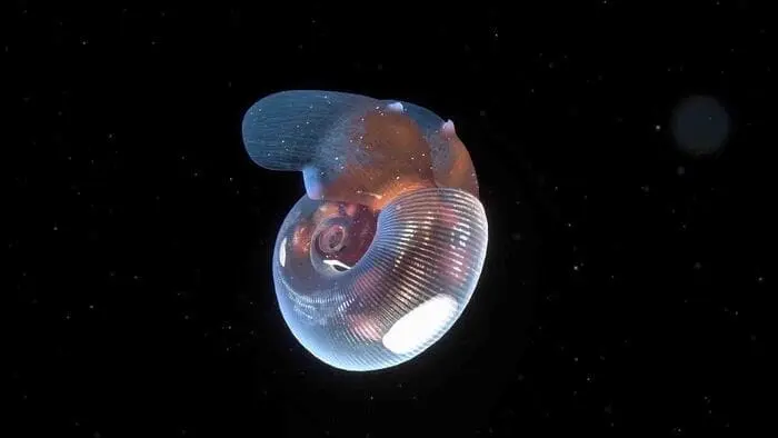 Sketches of Sensorium For the World Ocean - Cover Image